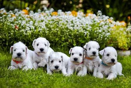 在绿草的白色雪纳瑞小狗图片