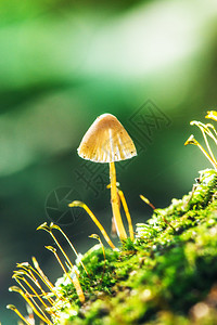 苔藓树桩上的毒菌图片