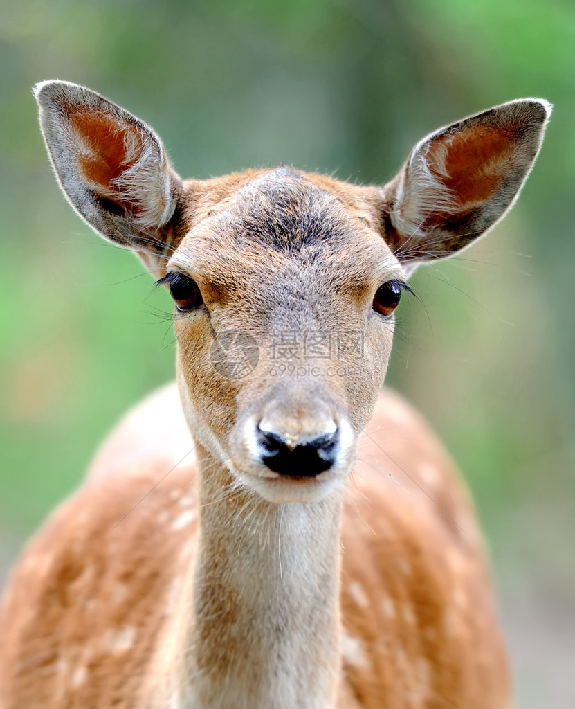 野生自然中的特写小鹿图片