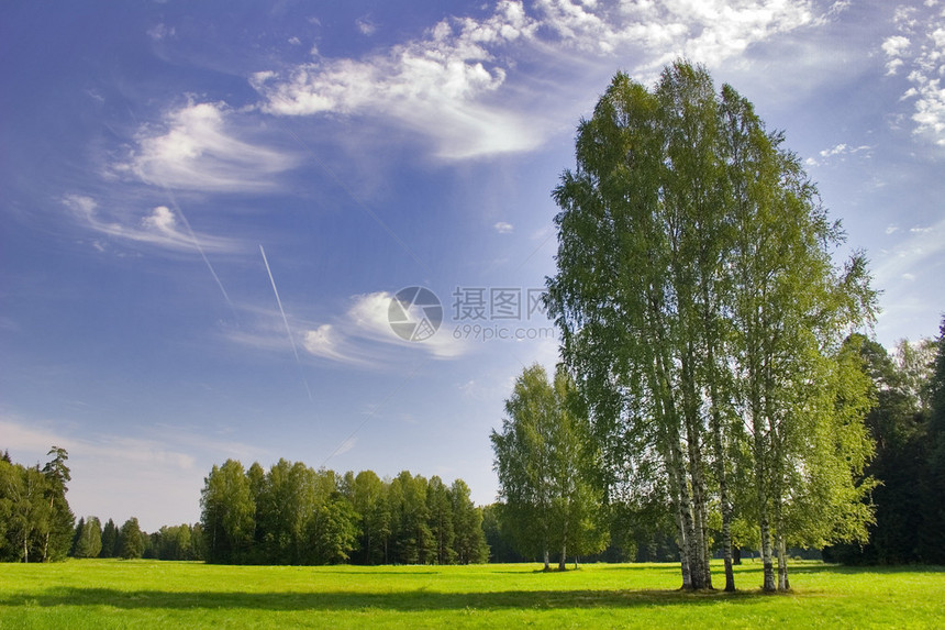 蓝天下草地上的一群桦树图片