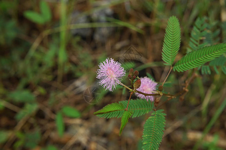 在绿叶中紧贴敏感植物困睡植物或触摸不到的树Mimosapudi图片
