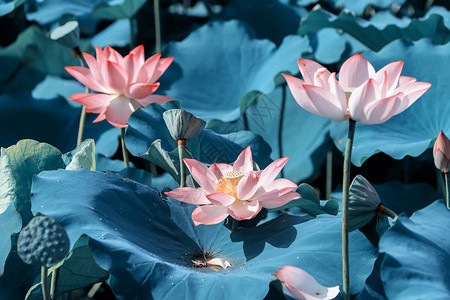 莲花和莲花植物图片