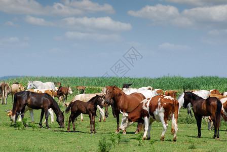 牧场上的牛和马图片