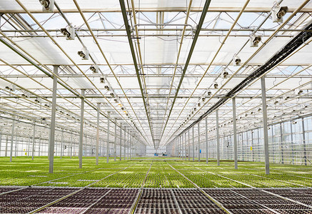 长宽玻璃屋与生菜幼苗生长的背景图片