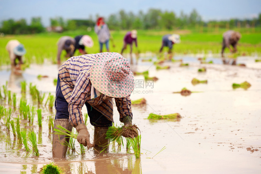 亚洲农民在稻田里耕作图片