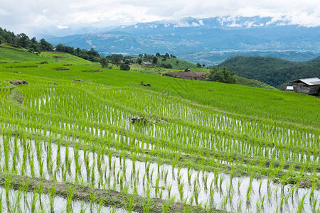 山谷梯田上的绿稻田图片