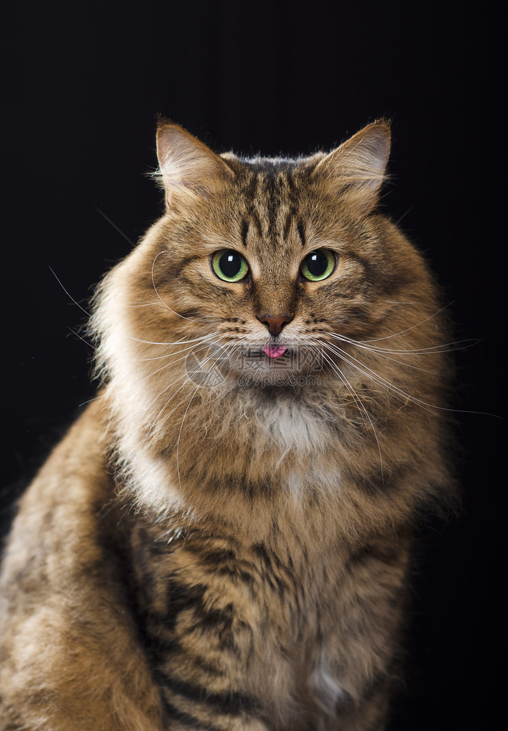 伸出舌头的猫图片