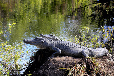 美国鳄鱼的对称Aligator密西比斯在佛罗里达长河中图片