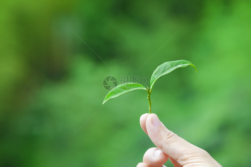 手捧茶叶和茶园背景图片