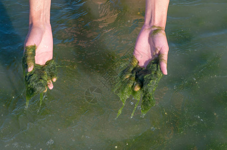 手上的绿藻浑水海洋污染图片