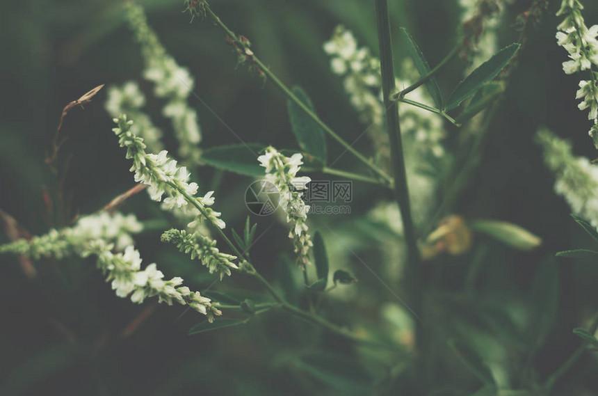 开花植物的特写图片