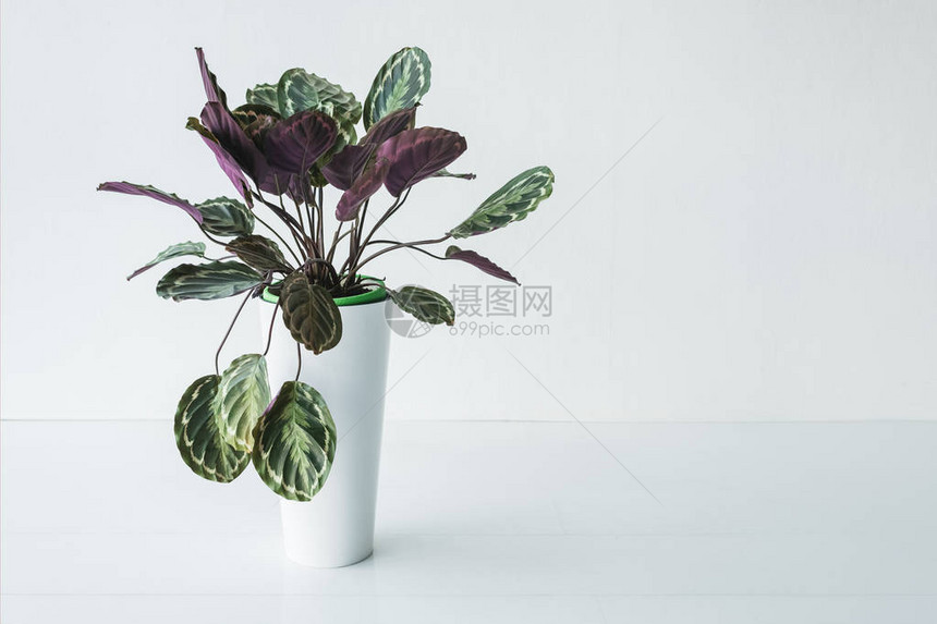 Calathea在锅中有色彩多的叶子与图片