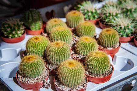 花盆中绿色仙人掌植物的近景图片