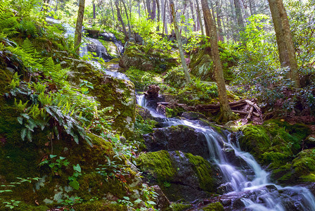 新泽西斯托克斯州立森林的巴特米尔克瀑布周围图片