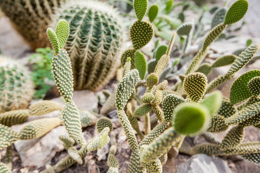 植物园中仙人掌植物的特写图片