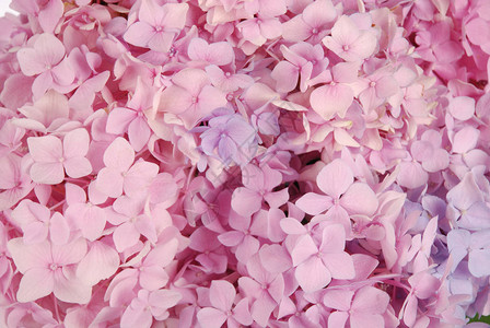 美丽的粉色花朵背景自然颜色图片
