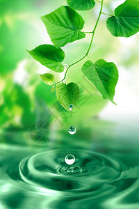 清新绿叶落下的水滴自图片
