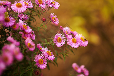 紫菀花背景图片