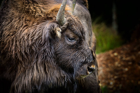 欧洲野牛肖像BisonGoo图片