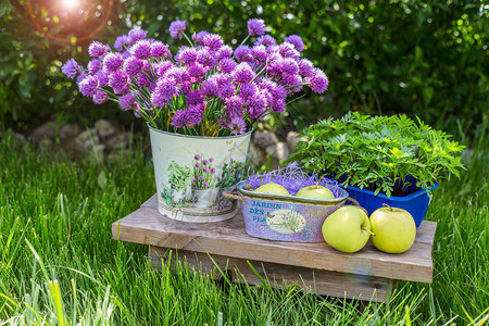 花园桶里有紫色花朵绿图片