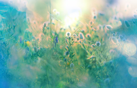 以光为背景的阳光草地野花和草图片
