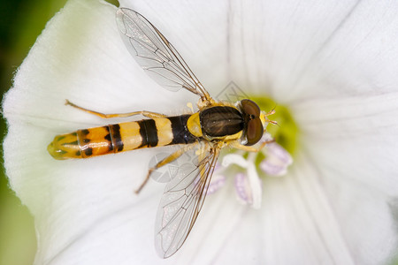 在草地上的一朵花上的Hoverfly图片