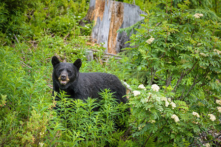 野黑熊在加拿大Banff和Jasper公园的森林里图片