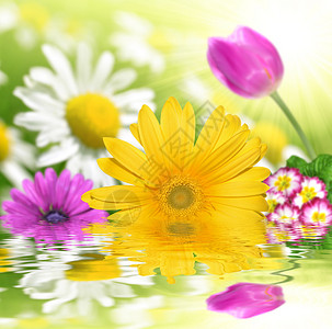 春天花朵的花卉背景图片
