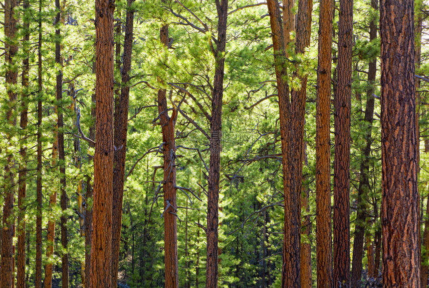 大峡谷公园小径旁的松树林景观图片