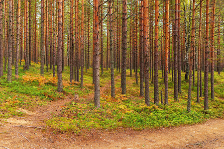 初秋的松林风景图片