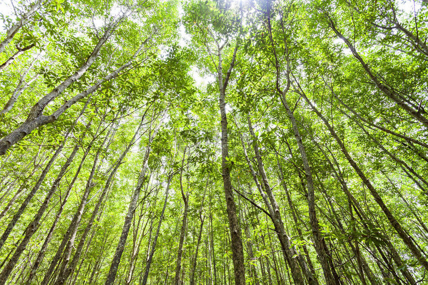 绿色森林背景用于风景自然背景图片