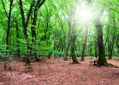 自然概念明亮夏日的绿色森林图片