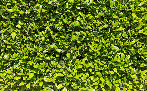 自然墙壁有新鲜绿叶的植物图片