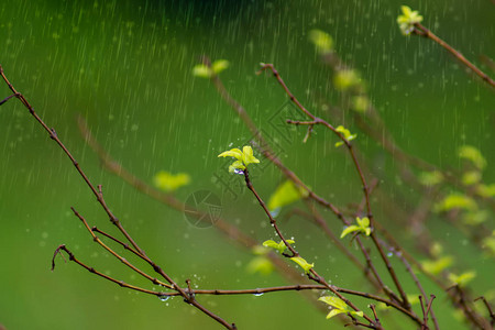 树枝上的嫩叶在雨季生长图片