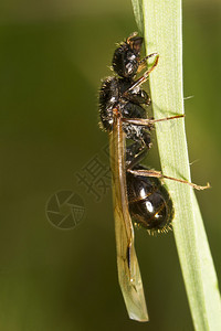 拟黑多刺蚁植物上收割器蚁Barbarus背景