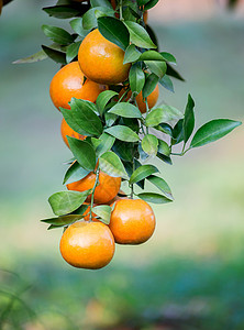 新鲜的橙子挂在树上图片