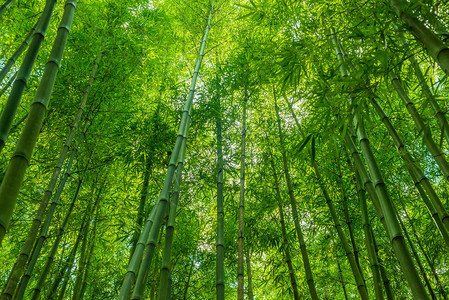 竹绿色壁纸自然背景图片
