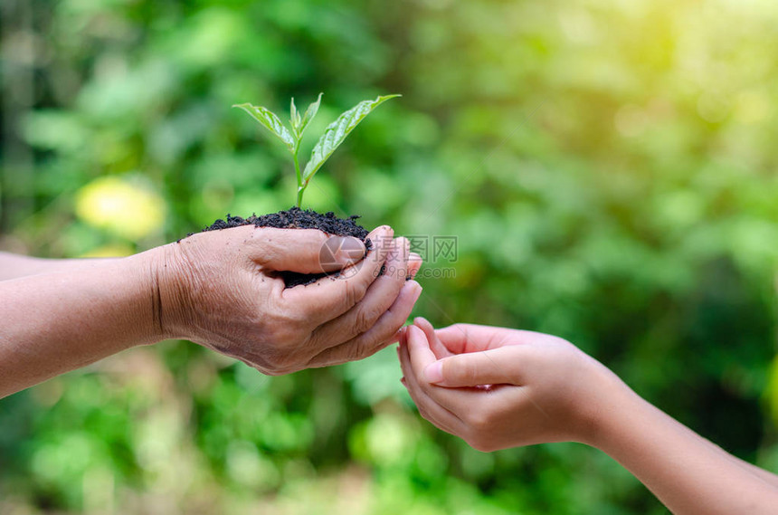 成人婴儿手树环境地球日在树的手中种植幼苗Bokeh绿色背景女手握树在自然田草图片