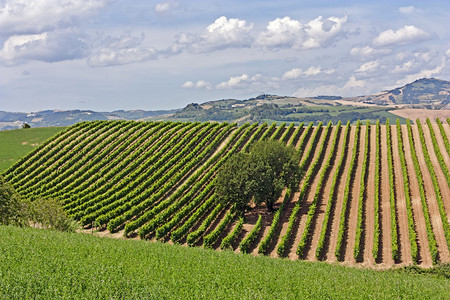 意大利山上的葡萄树葡萄园的农村图片