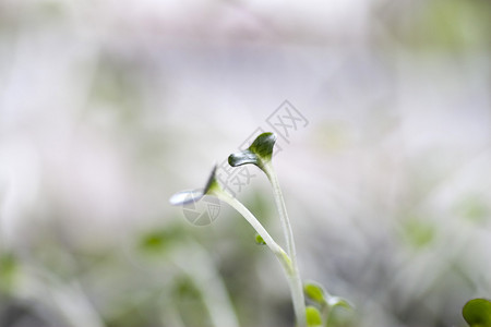 在绿色背景的年轻新芽图片