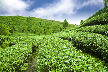 云背景的绿茶园图片