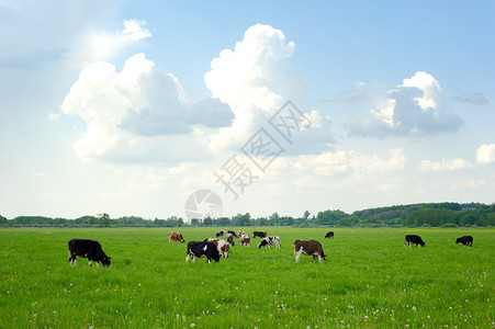 牛在绿草地上牛在夏图片