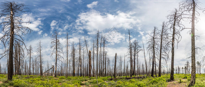 森林生态环境景观中的枯木干枯的图片