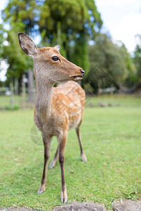 日本森林里可爱的鹿图片