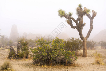 南加州约书亚树公园的雾天图片