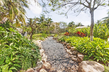 海南岛热带花园的灰色背景图片