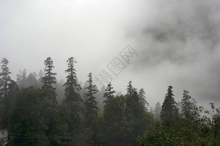 薄雾或的风景树长图片