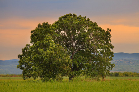 夏季大橡树绿色草地日落时背景图片