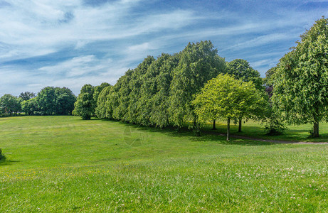 夏季苏格兰公园内一排美丽的树丛中图片