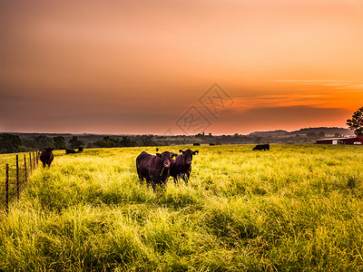 一头公牛和母牛站在绿草地上图片